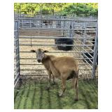 ARCF9508 RED EWE 106# P18