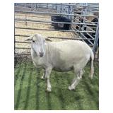 ARC95497 WHITE EWE 106# P18
