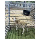 ARCF9512 WHITE EWE 40# P18