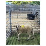 ARCF9511 BLK RAM 58# P18