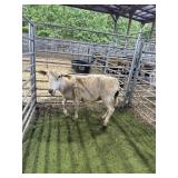 ARCF9505 WHITE EWE 86# P18