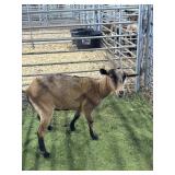 ARCF5901 BLK BROWN DOE 62# P17