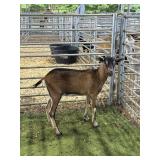 ARCF5902 BLK BROWN DOE 50# P17