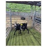 ARCF6499 BLK WHITE DOE 60# P16
