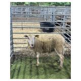 ARCF9506 WHITE EWE 70# P18