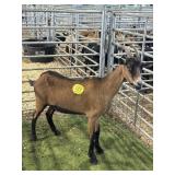 ARCF5903 BLK BROWN DOE 58# P17