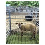 ARCF9504 BROWN RAM 64# P18