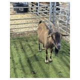 ARCF6733 BROWN BLK DOE 58# P16