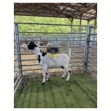 ARCF6460 BLK WHTIE DOE 50# P9