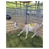 ARCF6454 RED ROAN BUCK KID 42# P8