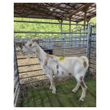 ARCF6462 SPOTTED DOE 86# P9