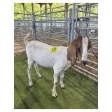 ARCF6458 TRADITIONAL BOER DOE 75# P9