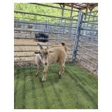 ARCF6457 RED ND BUCK # P31