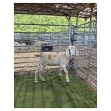 ARCF6461 SPOTTED DOE 55# P9