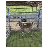 ARCF6456 BLK BROWN NUBIAN DOE KID 25# P8