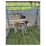 ARCF6455 BLK TAN BUCK KID 26# P8