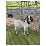 ARCF6463 BLK HEADED DOE 52# P9