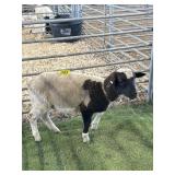 AR507S 0156 BLK WHITE RAM 46# P3