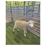 AR507S 0158 WHITE RAM 52# P3