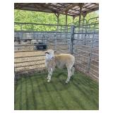 ARCF6428 WHITE RAM 48# P4