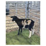 AR507S 0159 BLK WHITE RAM 38# P3