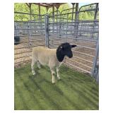 AR507S 0157 BLK WHITE RAM 47# P3