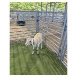 ARCF6426 TAN WHITE EWE 41# P3