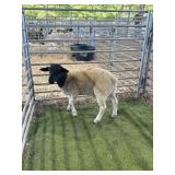 AR507S 0161 BLK WHITE RAM 54# P3