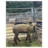 AR000637D109 WHITE WETHER 60# P28