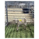 AR000637D009 TRI COLOR BUCK 30# P28