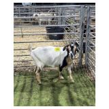 ARBP8030 TRI COLORED DOE 78# P34