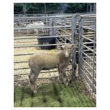 AR000637D149 WHITE WETHER 68# P28