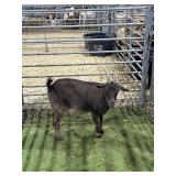 ARCF5935 BROWN NANNY 74# P34