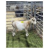 REGISTERED ND DOE 68# P31