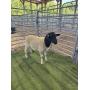 HILLTOP ACRES GOAT & SHEEP AUCTION JUNE 7 2025