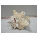 Conch Shell w/ Hole Measures 8" Wide Conch Shell w/ Hole Measures 8" Wide
