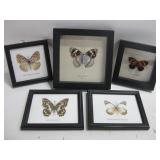 Five Framed Butterfly Specimens Largest 6.5"x 6.5"