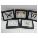 Five Butterfly Five Butterfly