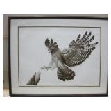 37"x 29" Framed Signed Hawk Numbered Print 37"x 29" Framed Signed Hawk Numbered Print