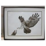 37"x 29" Framed Signed Hawk Numbered Print