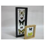 Two Framed Butterfly Specimen Shadow Boxes Two Framed Butterfly Specimen Shadow Boxes