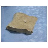 Double Sided Fossil Piece 7'x 8'x 3'