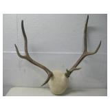 Authentic Deer Antlers Mounted On White Leather