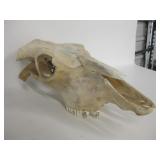 21.5" Long Cow Skull w/ Horns Cut Off