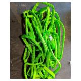 50FT HOSE
