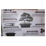 BONSAI TREE STARTER KIT