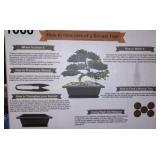 BONSAI TREE STARTER KIT