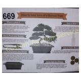 BONSAI TREE STARTER KIT