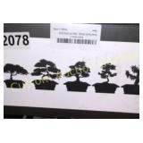 BONSAI TREE STARTER KIT