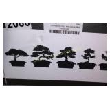 BONSAI TREE STARTER KIT